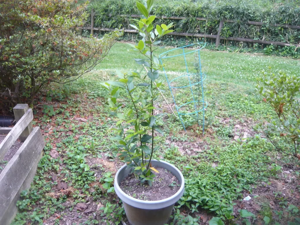 A picture of a bay tree in a pot.